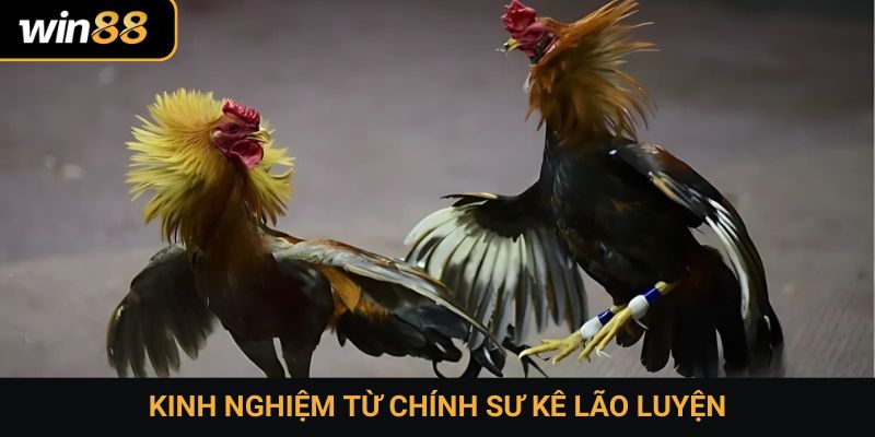 Kinh nghiệm từ chính sư kê lão luyện