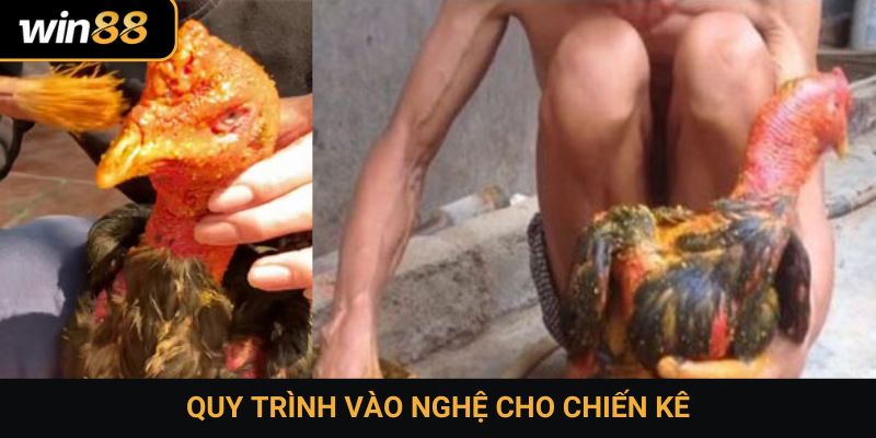 Quy trình vào nghệ cho chiến kê