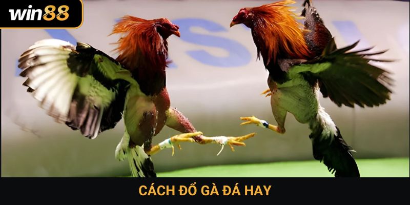 Cách đổ gà đá hay